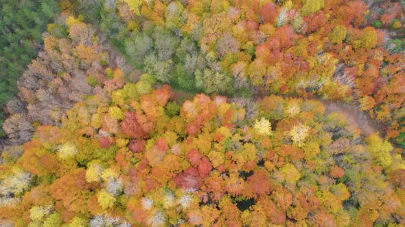 trees and pathway in red and orange colors in autumn, great autumn day alt