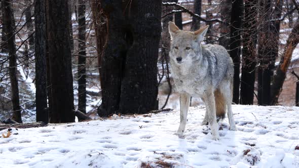 Wild Wolf Coyote or Coywolf Winter Snowy Fores California Wildlife Fauna USA alt