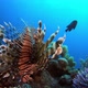 Underwater Tropical Lion Fish - VideoHive Item for Sale