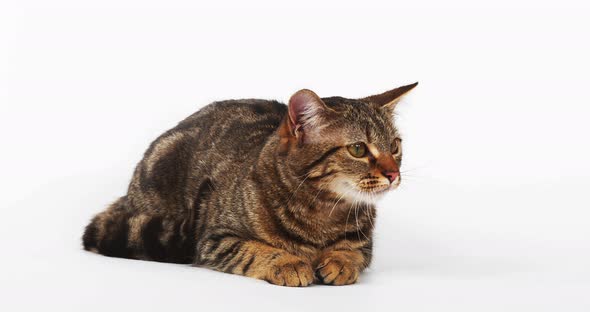 Brown Tabby Domestic Cat Meowing on White Background, Real Time 4K