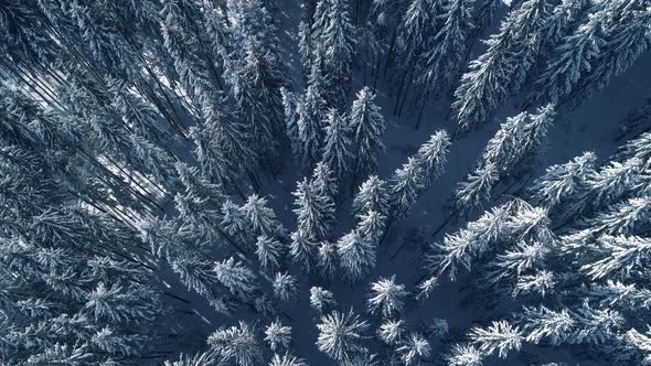 Winter Season Spruce and Pine Trees Covered with Snow. Aerial Top Down Flyover Shot of Winter Forest alt