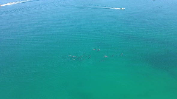 Pod of Dolphins Swimming in Tropical Blue Water