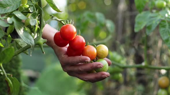 Growing Tomatoes, Close-up