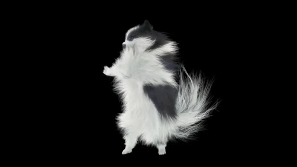 Dog Dancing HD alt