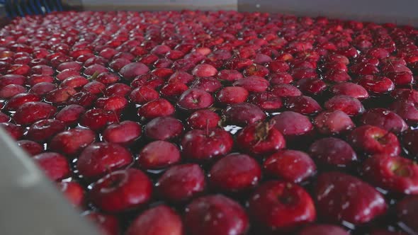 Industrial Washing of Apples