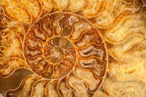 Nautilus Shell Fossil Stock Photo By Alessandrozocc Photodune