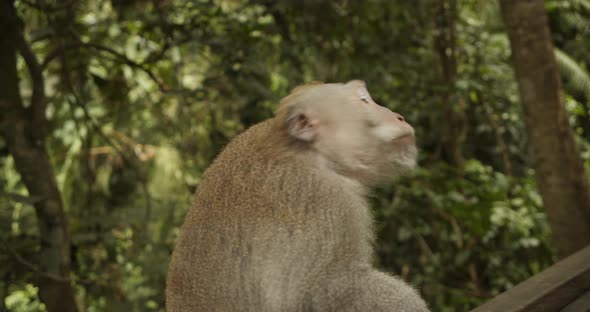 Close Up View of a Male Macaque Monkey Walking on the Wooden Railing in Monkey Sanctuary in Bali alt