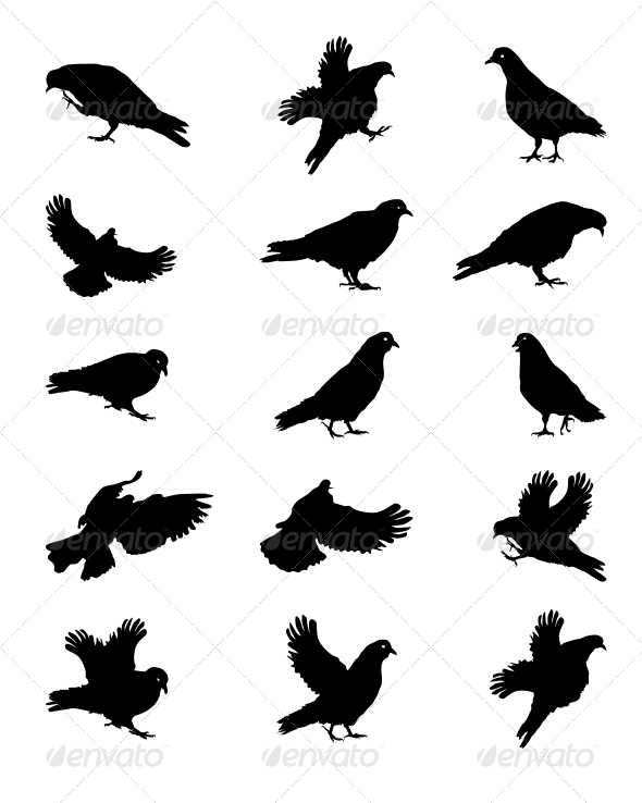 Silhouette of Pigeons Isolated on White Vector Ill - Religion Conceptual