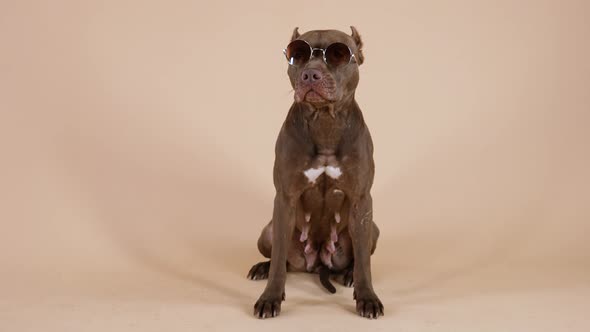 Frontal Portrait of American Pit Bull Terrier Wearing Sunglasses alt