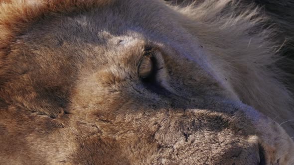 An Old Male Lion Resting In Okavango Delta, Bostwana - closeup shot alt
