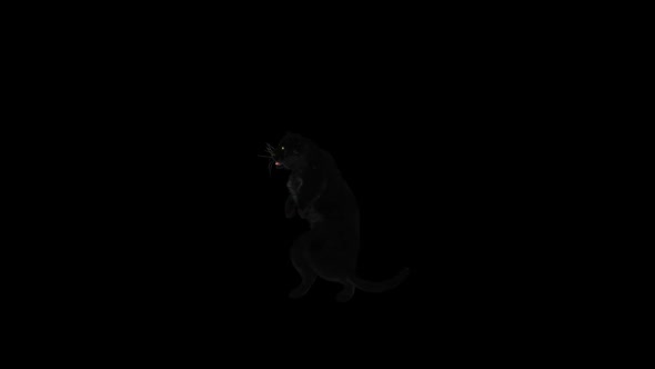 Panther Dancing HD alt