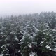The drone flies over a pine forest covered with snow - VideoHive Item for Sale