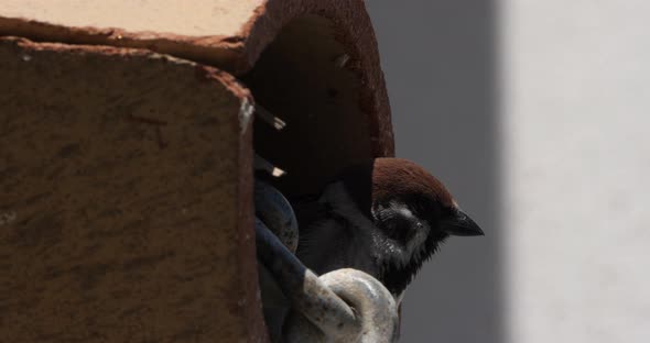 A domestic sparrow under a tiled roof alt