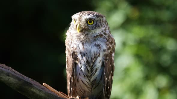 Little owl sitting on a branch