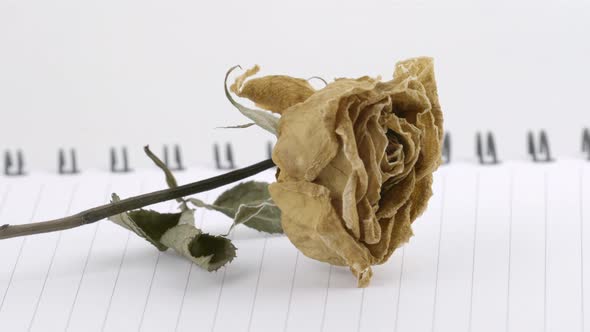 dried rose flower with pencil on notebook page