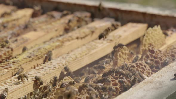 BEEKEEPING - Smoking beehives prevents aggressive behavior from bees, close up alt