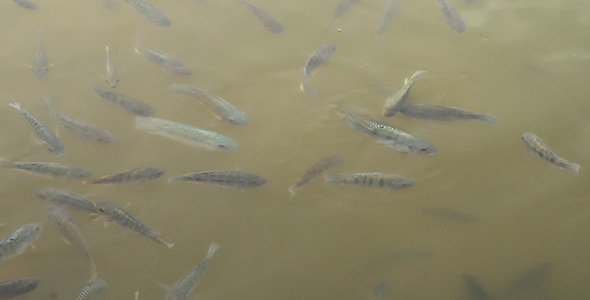 Fish in Muddy Water