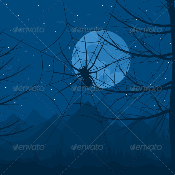 Spider at night