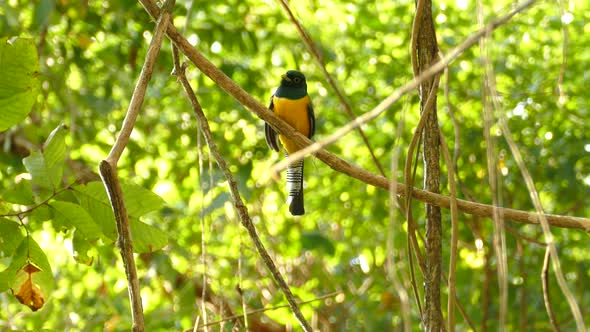 Beautiful Gartered trogon tropical bird in Panama jungle treetop, closeup alt