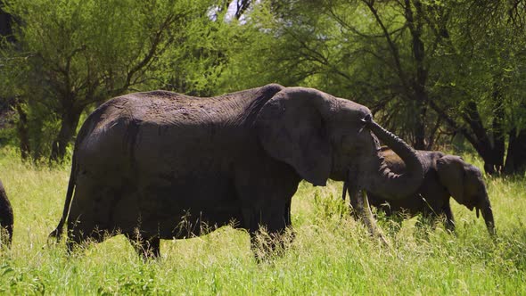 a family of elephants walks through the national park among green grass and beautiful trees in Afric alt