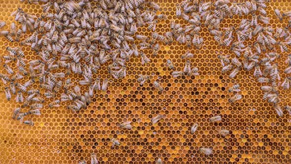 Bees Working on Honey Cells in Beehive Timelapse alt