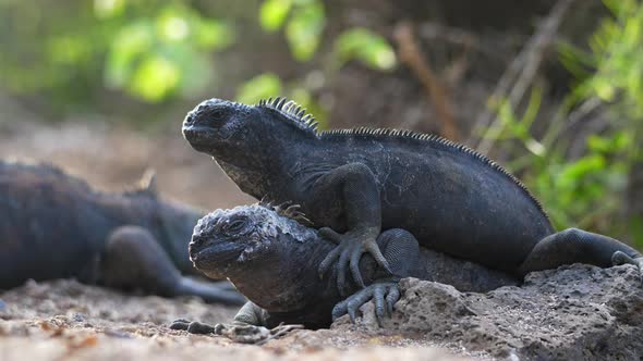 Pair Of Galapagos Marine Iguanas On The Ground On Top Of Each Other Basking In Sun. Low Angle With B alt