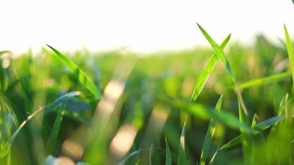 Green Young Wheat Field