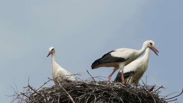 Stork Family in the Nest alt