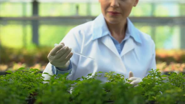 Female Scientist Dripping Pest Control Agent on Seedlings, Plant Health Care