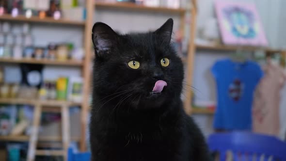 Portrait of a brutal plump black cat, close-up.