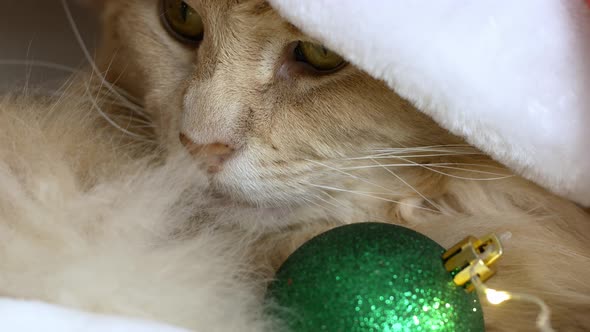 A Christmas cat in a Santa Clays hat is lying on a bed and playing with a Christmas tree toy. alt