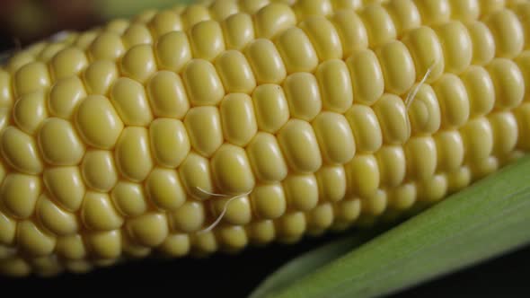 Macro Shot Corn With Studiolights