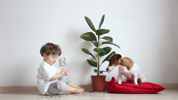 Little boy with a dog sits near plant in pot on floor