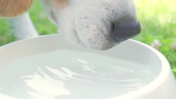 Beagle Dog Drinks Water Out of His Outdoor Bowl on a Grass Slow Motion