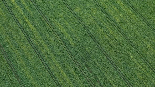 Top View of the Sown Green in Belarus alt