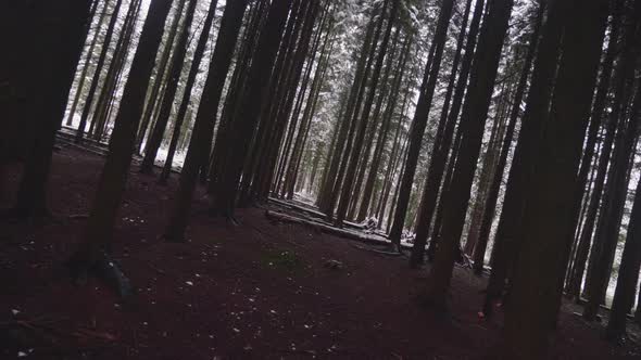 Trees in forest covered in heavy snow on a bright day 9 alt