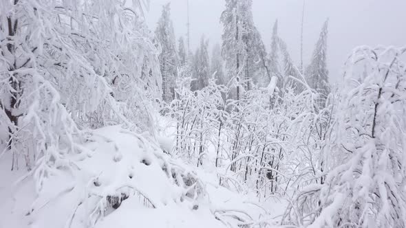 Aerial View of Snow Covered Trees in the Mountains in Winter alt