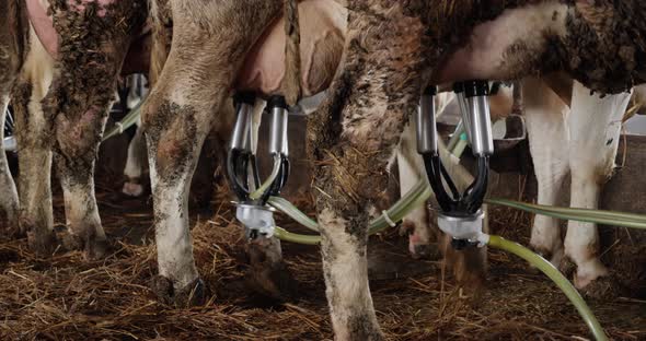 Cows Are Milked By A Milking Machine On A Dairy Farm alt
