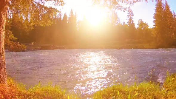 Meadow at Mountain River Bank. Landscape with Green Grass, Pine Trees and Sun Rays. Movement on alt