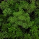  Top Down View of Trees Background - VideoHive Item for Sale