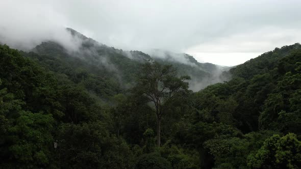 Aerial landscape view of greenery rainforest and hills on foggy day by drone