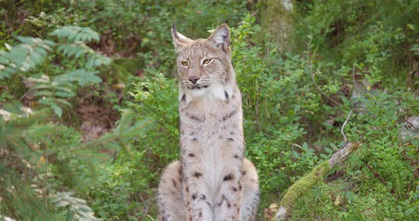 Cropped Shot of a Lynx Sitting in the Shadows in the Forest