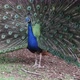 Indian Blue Peacock Strolls Through the Park Spreading His Beautiful Tail - VideoHive Item for Sale