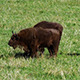 Bison In The Field - VideoHive Item for Sale