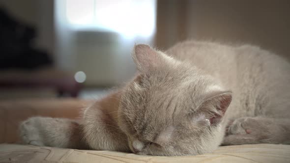 Pedigree Gray Domestic Cat Sleeps on a High Chair in the Apartment alt