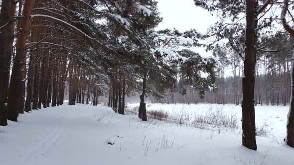 Low Aerial View Near the Pillars of Trees alt