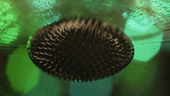 Ferrofluid Colors and Fantastic Shapes