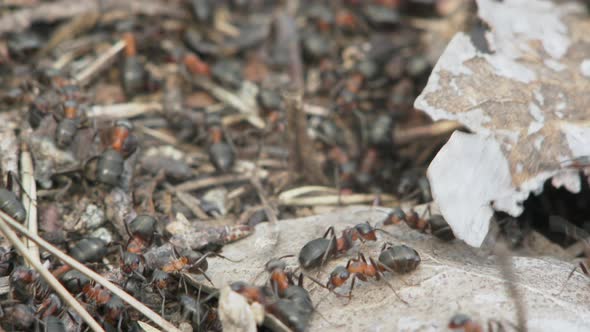 Ants Are Building An Anthill alt