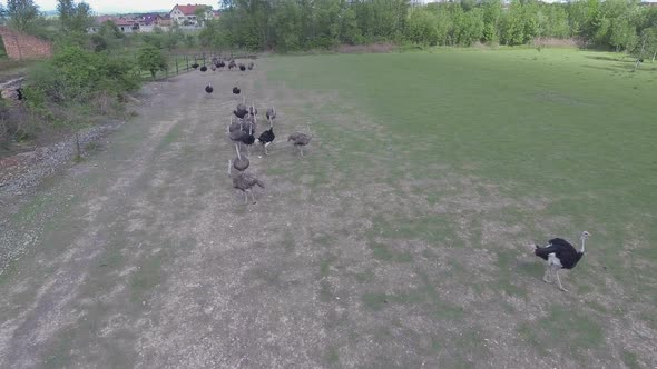 Ostriches Farm From Aerial Shot