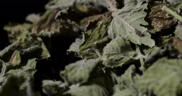 Dry Mint Leaves Rotating on Black Background alt